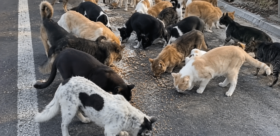 April 2026: More Cats, More Meals