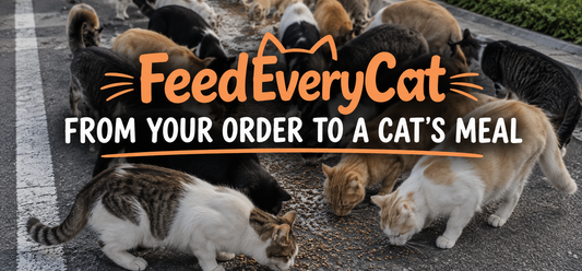 How FeedEveryCat Works: From Your Order to a Cat's Meal
